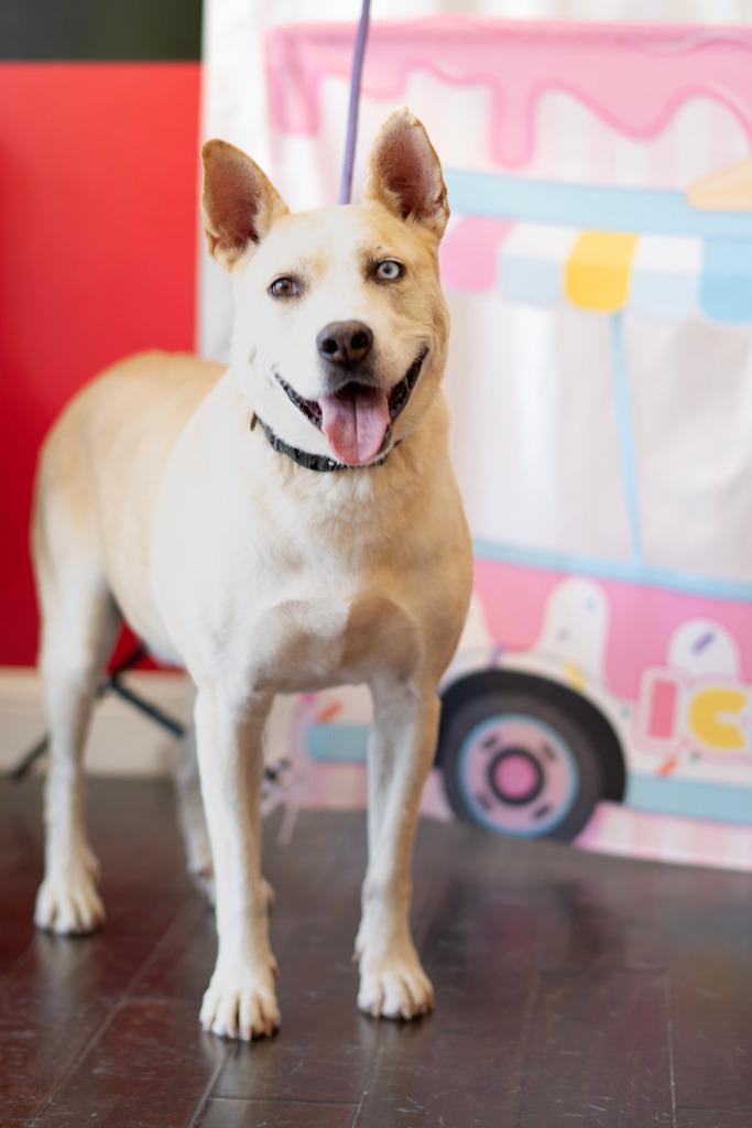 Enlarge Birdie, a Adoptable mixed breed in Seagoville, TX image 1/4