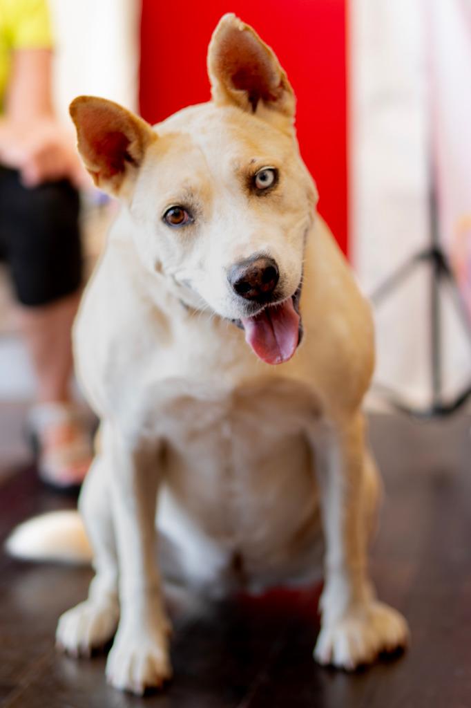 Enlarge Birdie, a Adoptable mixed breed in Seagoville, TX image 2/4