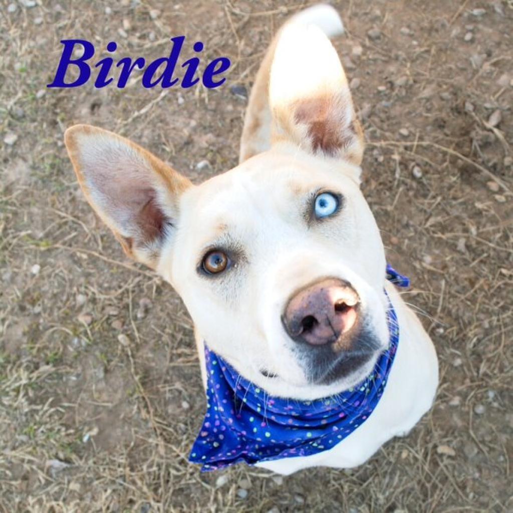 Birdie, Adoptable, Senior Female Shepherd & Mixed Breed.