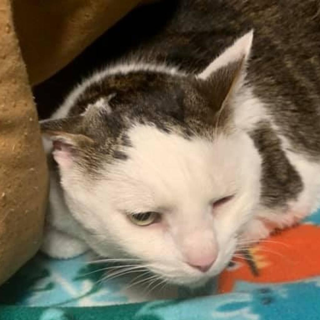 OREO, a Adoptable Domestic Short Hair in Hannibal, MO image 1/2