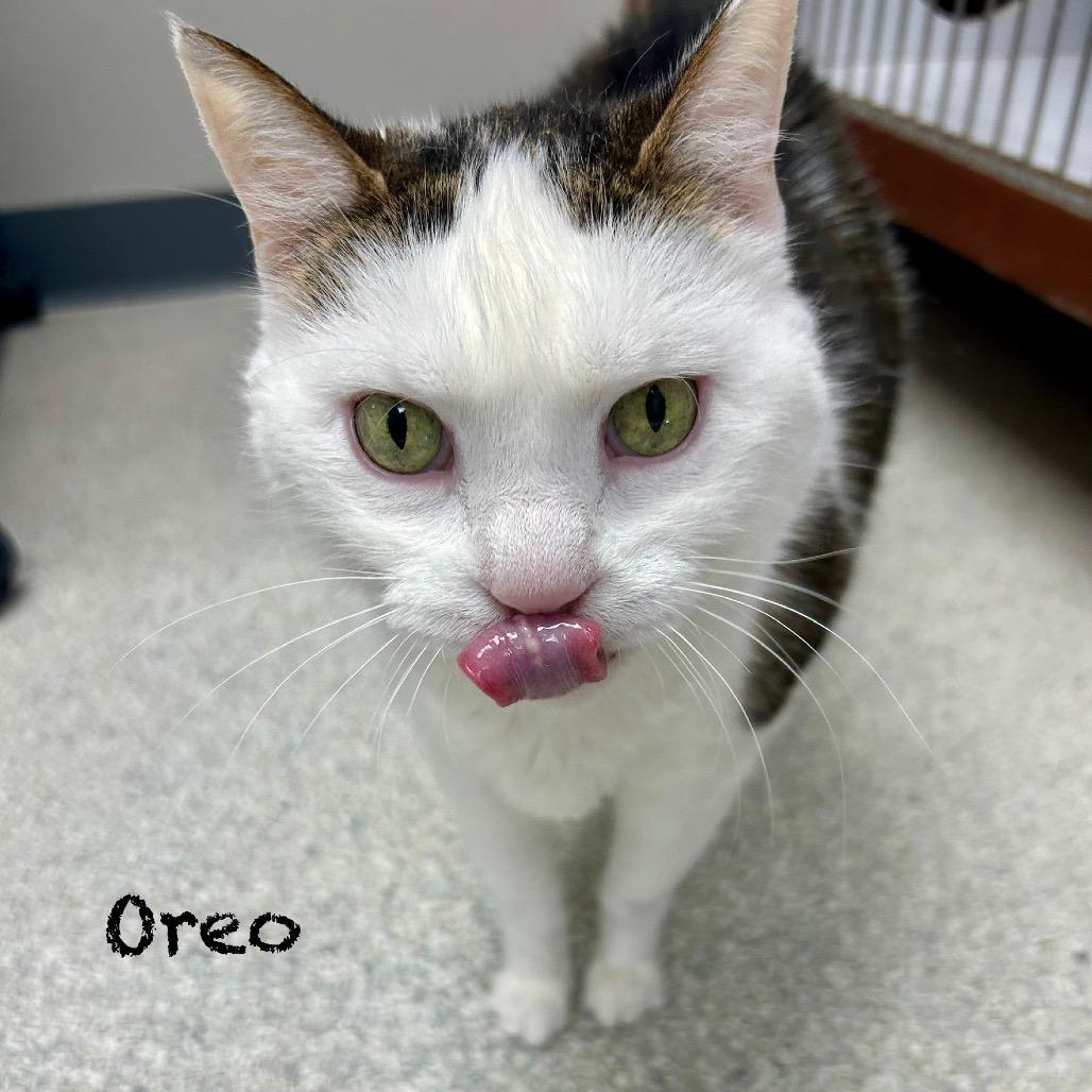 OREO, a Adoptable Domestic Short Hair in Hannibal, MO image 2/2