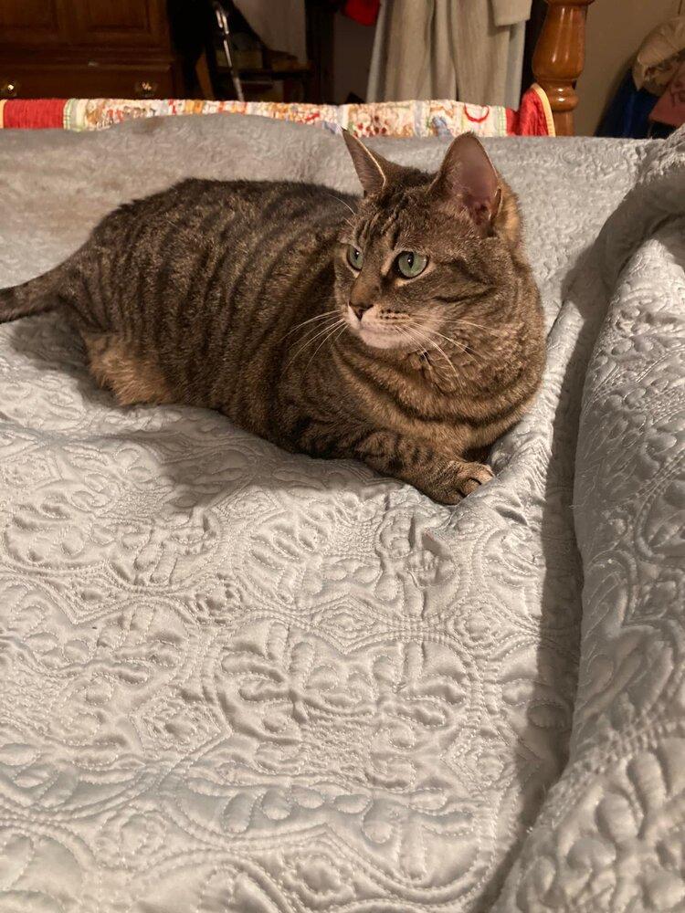 Lexi - LH, Adoptable, Adult Female Domestic Short Hair.