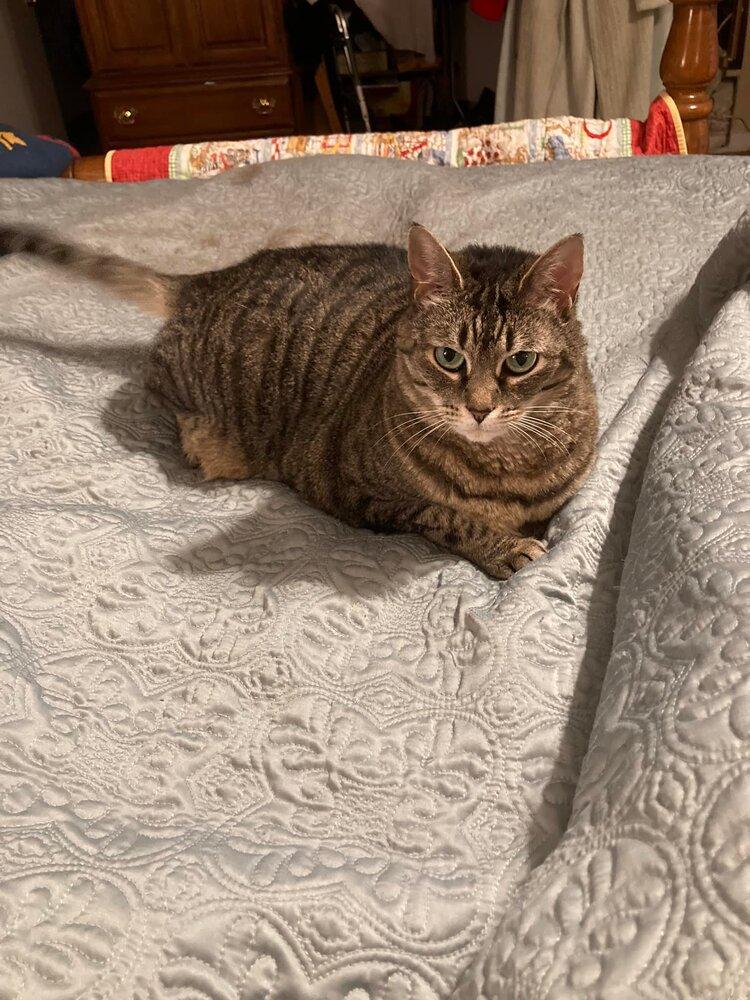 Enlarge Lexi - LH, a Adoptable Domestic Short Hair in Greenville, SC image 2/2