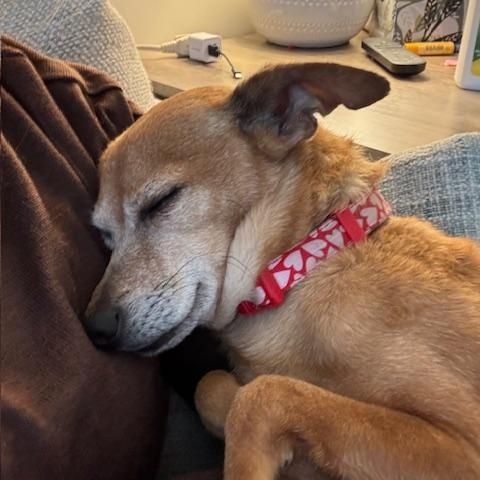 Taco, an adoptable Chihuahua in Calgary, AB, T2E 3Z7 | Photo Image 2