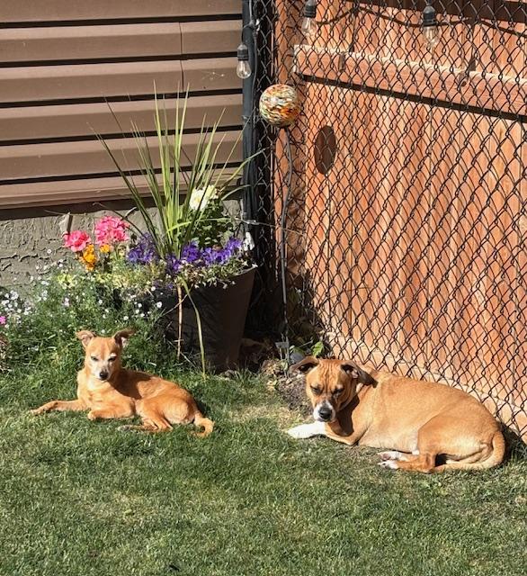 Taco, an adoptable Chihuahua in Calgary, AB, T2E 3Z7 | Photo Image 3