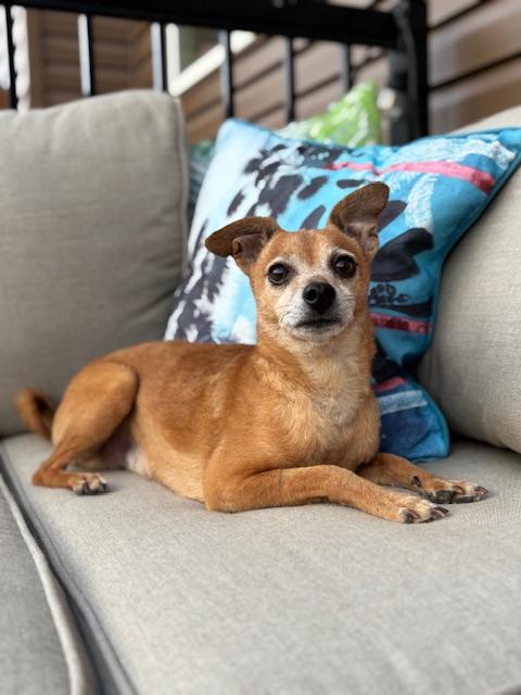 Taco, an adoptable Chihuahua in Calgary, AB, T2E 3Z7 | Photo Image 1