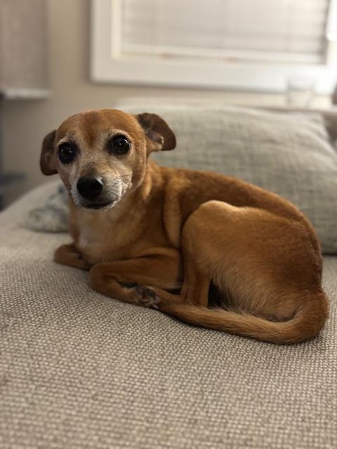 Taco, an adoptable Chihuahua in Calgary, AB, T2E 3Z7 | Photo Image 4