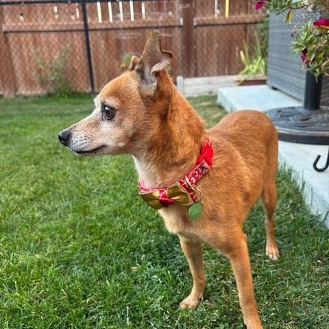 Taco, an adoptable Chihuahua in Calgary, AB, T2E 3Z7 | Photo Image 5