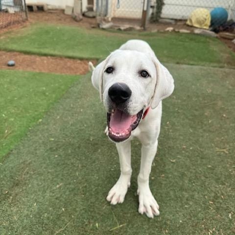 Enlarge Ryder, an adoptable mixed breed in Agua Dulce, CA image 4/6