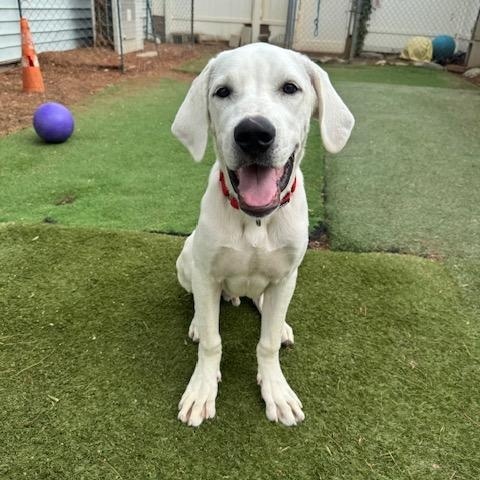 Ryder, adoptable, Puppy Male Labrador Retriever & Great Pyrenees.