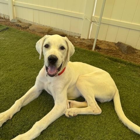 Enlarge Ryder, an adoptable mixed breed in Agua Dulce, CA image 2/6