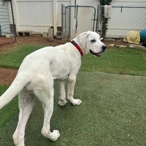 Enlarge Ryder, an adoptable mixed breed in Agua Dulce, CA image 5/6