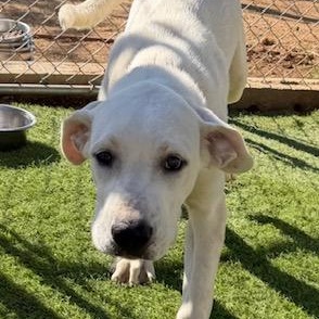 Enlarge Ryder, an adoptable mixed breed in Agua Dulce, CA image 6/6