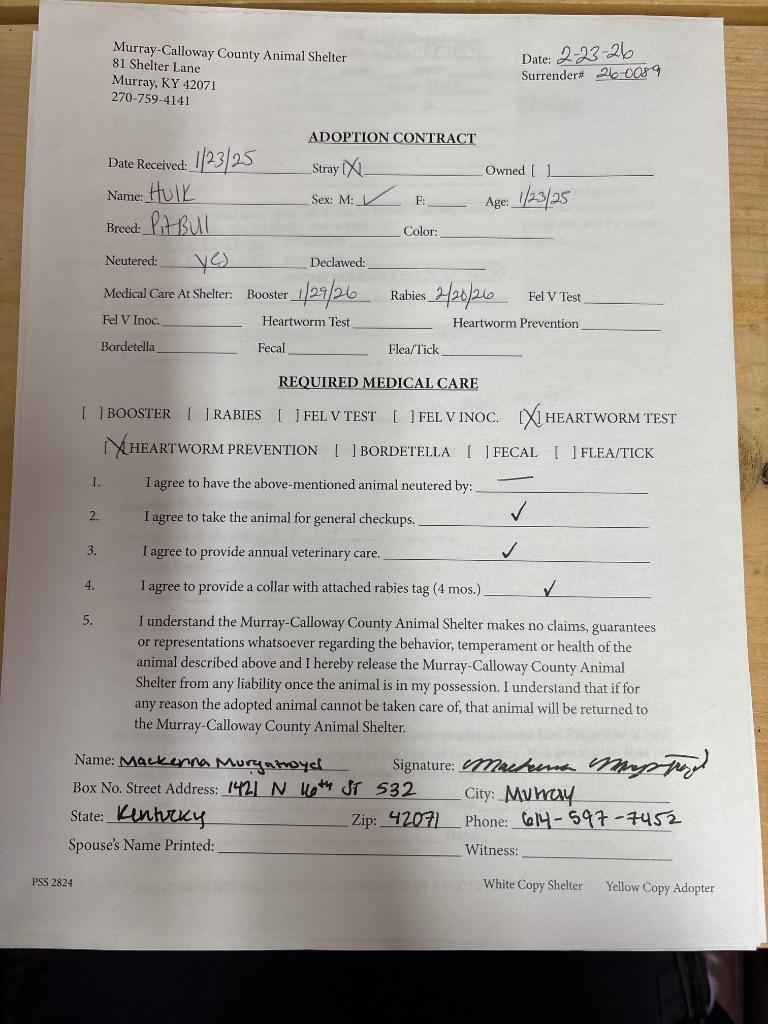 Hulk, Adopted, Young Male Pit Bull Terrier.