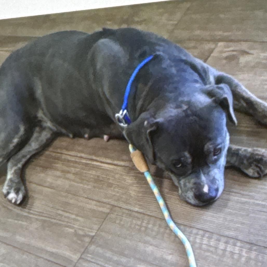 Queen, a Adoptable Mixed Breed in Winston-Salem, NC image 1/2