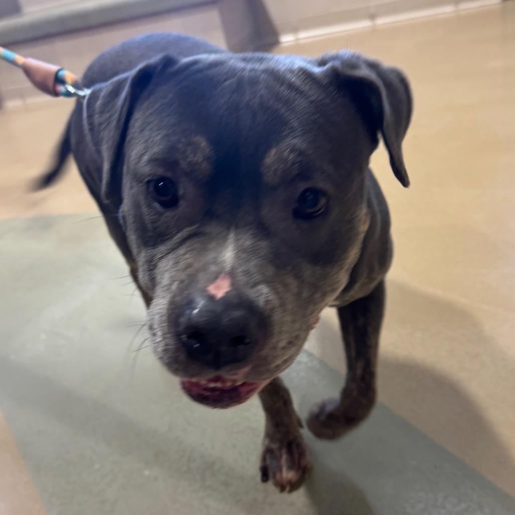 Queen, a Adoptable Mixed Breed in Winston-Salem, NC image 2/2