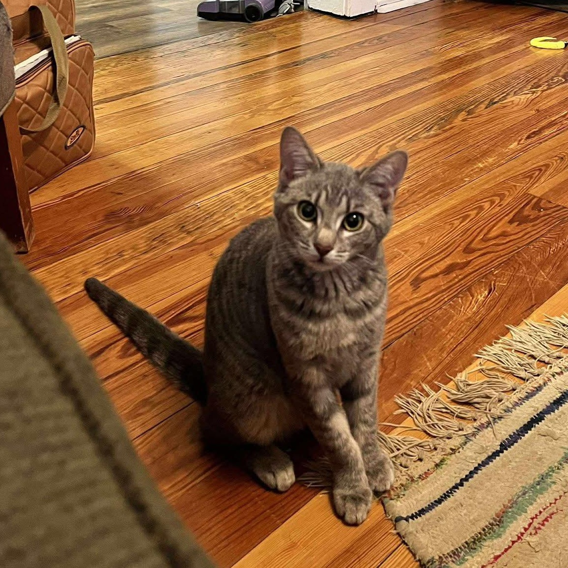 Enlarge Green Bean, a Adoptable Domestic Short Hair in Clyde, NC image 1/4