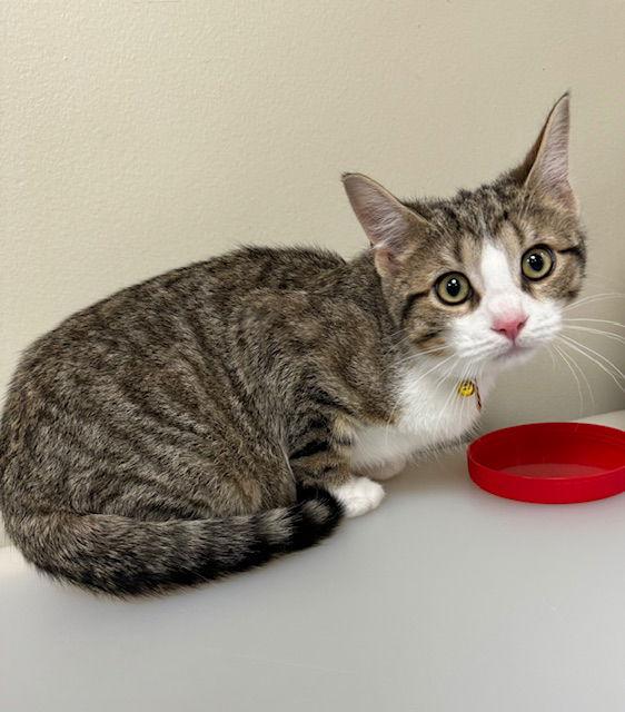 Mickey, Adoptable, Young Male Domestic Short Hair.