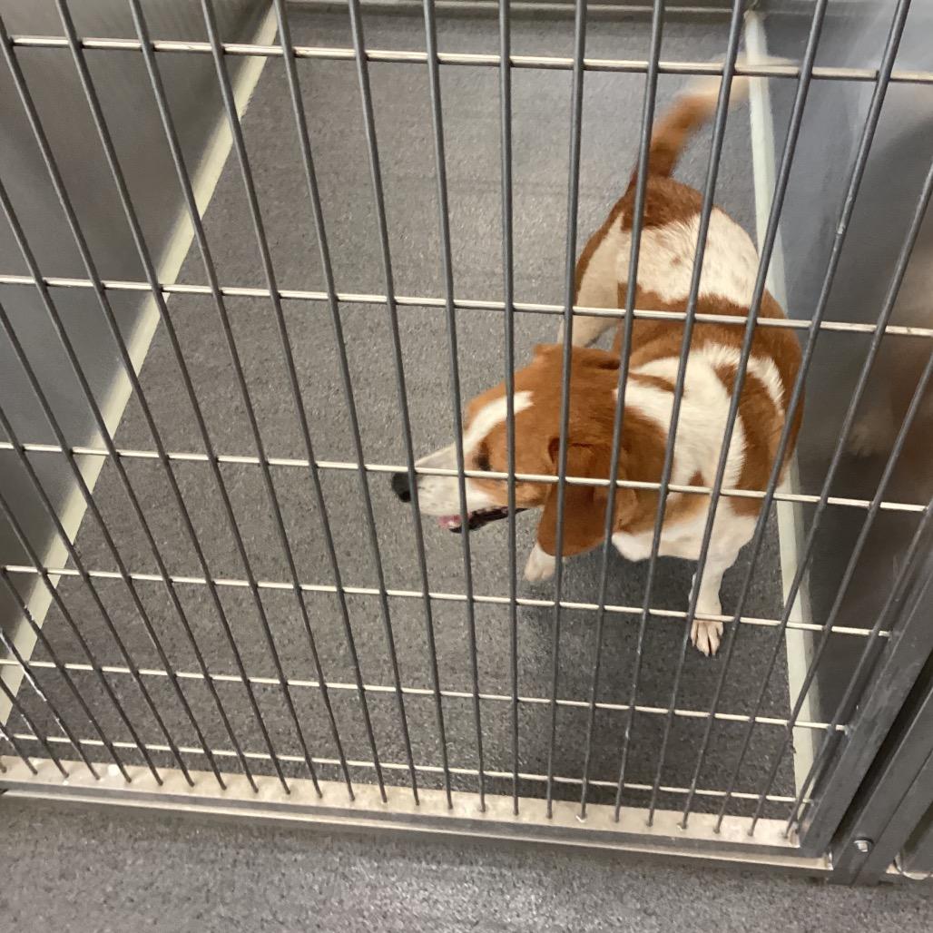Enlarge Buddy, a Adoptable mixed breed in Montgomery, AL image 1/1