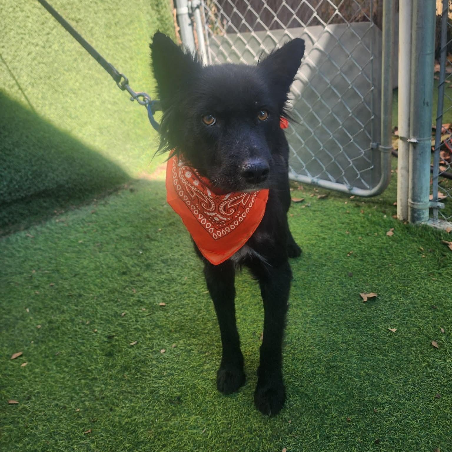 Imara — thumbnail 3