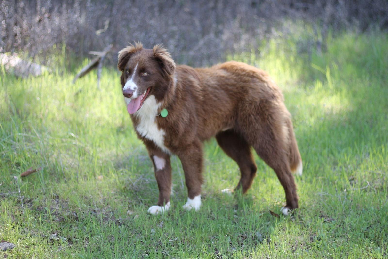 Enlarge Messi, a Adopted mixed breed in Paso Robles, CA image 1/3