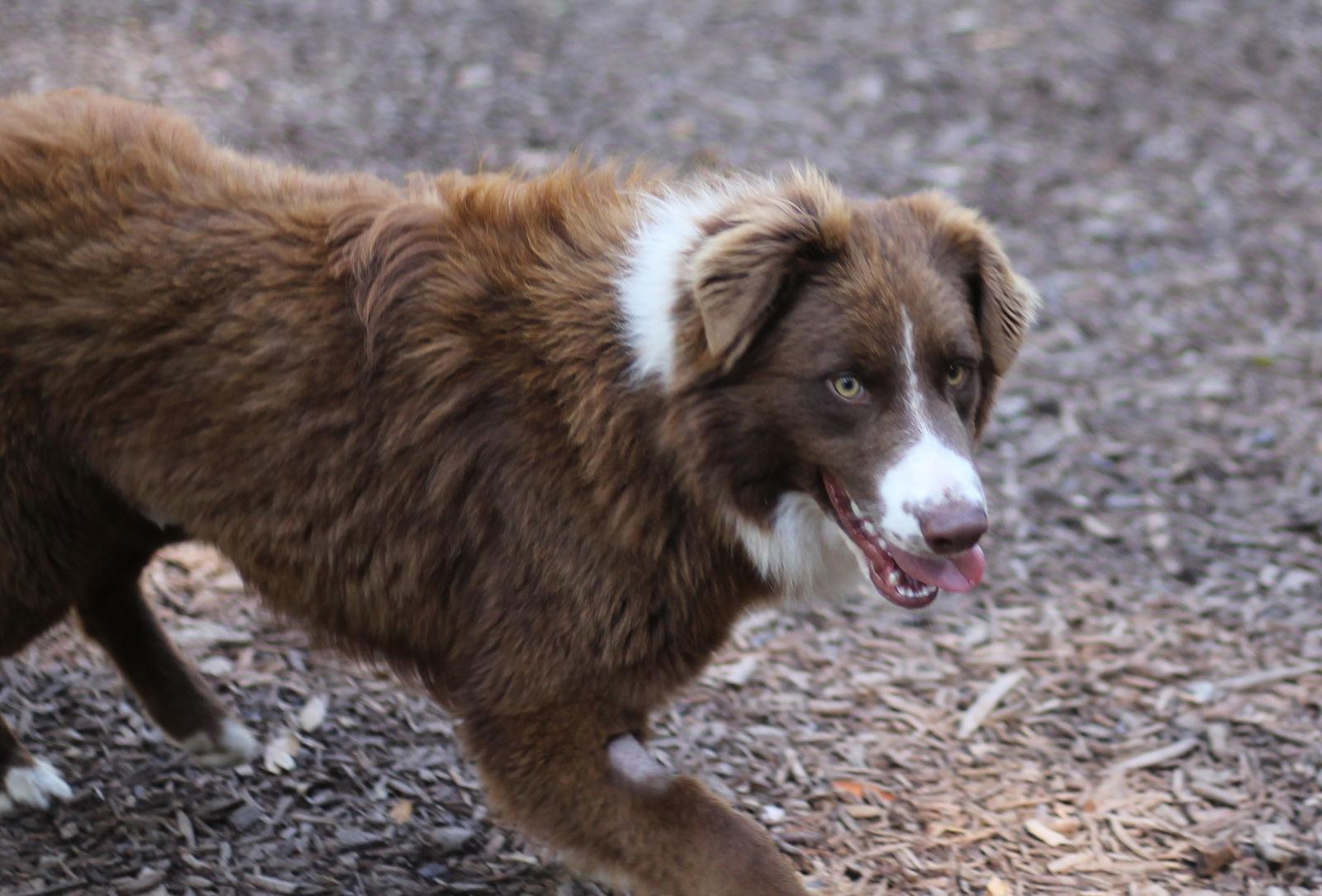 Enlarge Messi, a Adopted mixed breed in Paso Robles, CA image 2/3