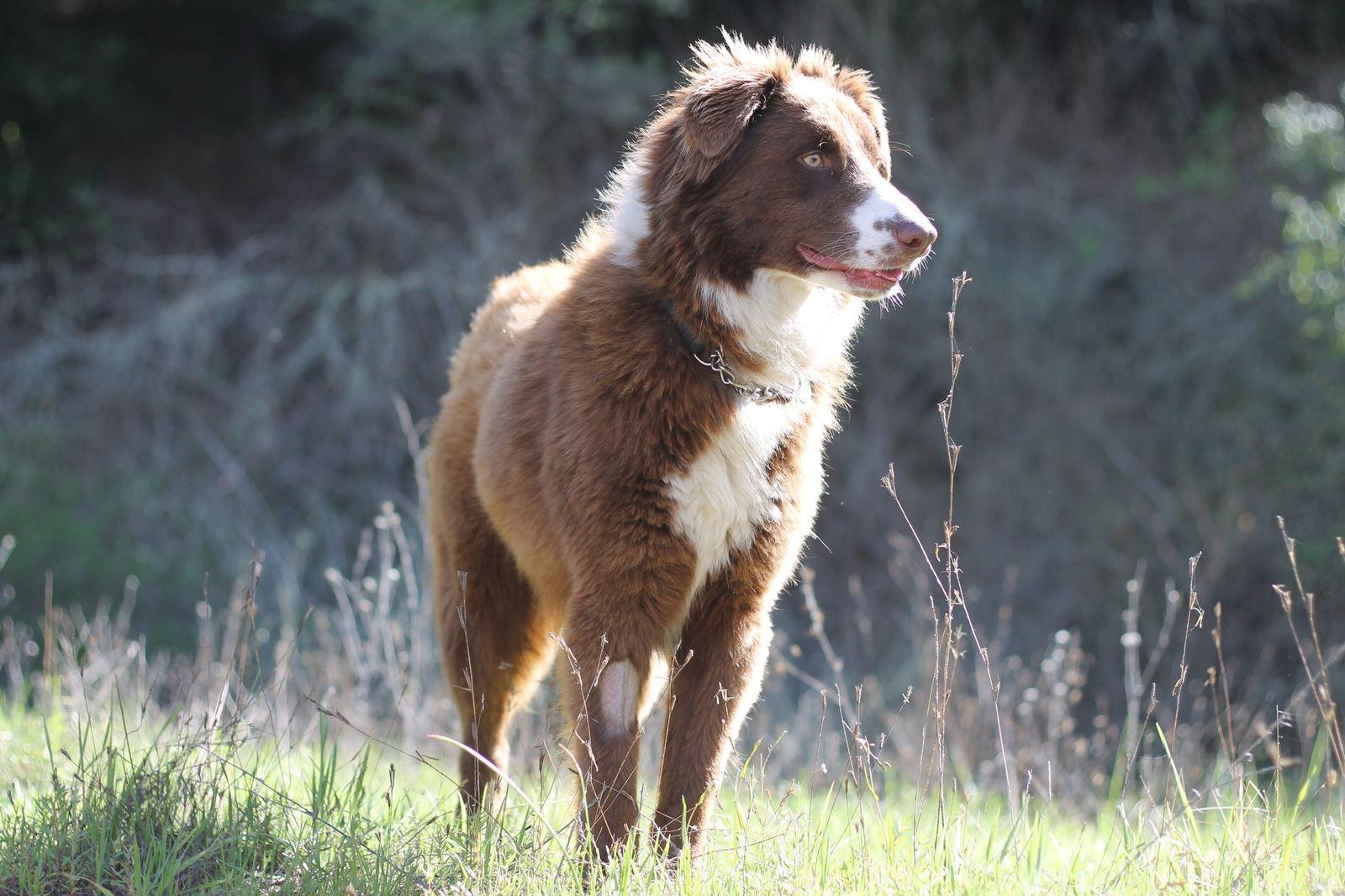 Enlarge Messi, a Adopted mixed breed in Paso Robles, CA image 3/3