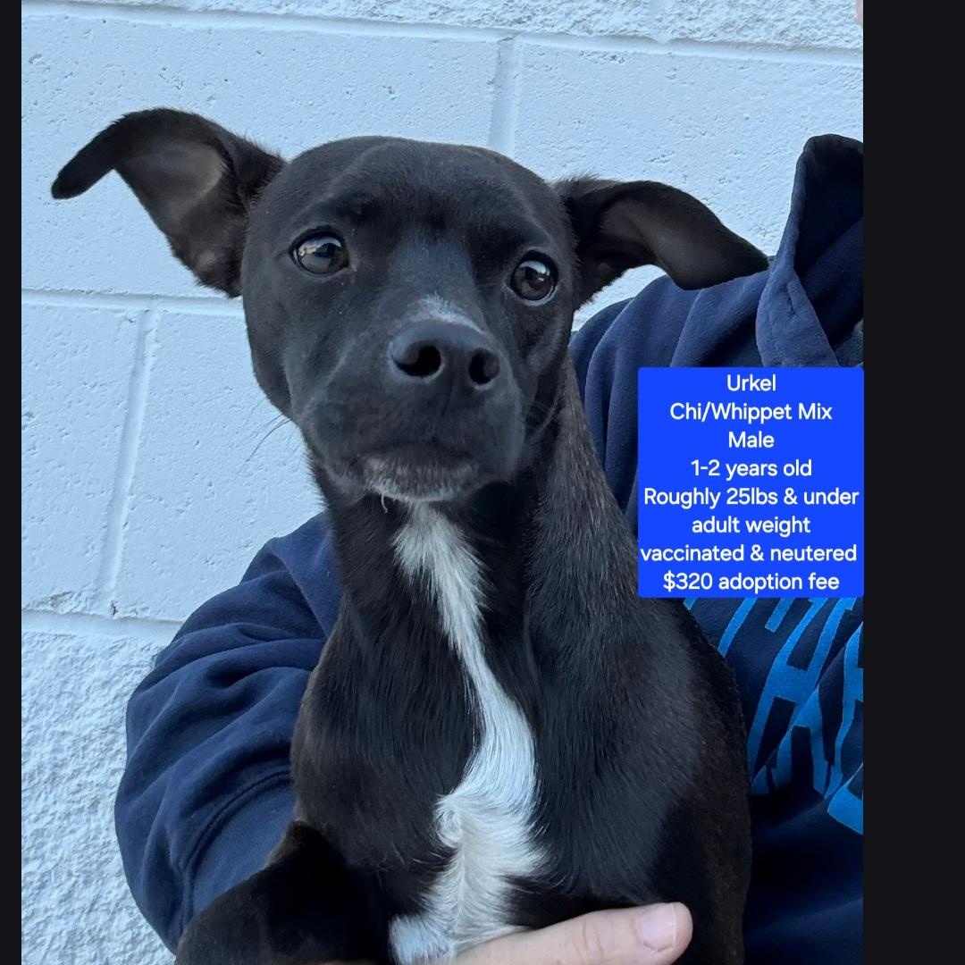 Enlarge Urkel, a ADOPTABLE mixed breed in Oviedo, FL image 1/1