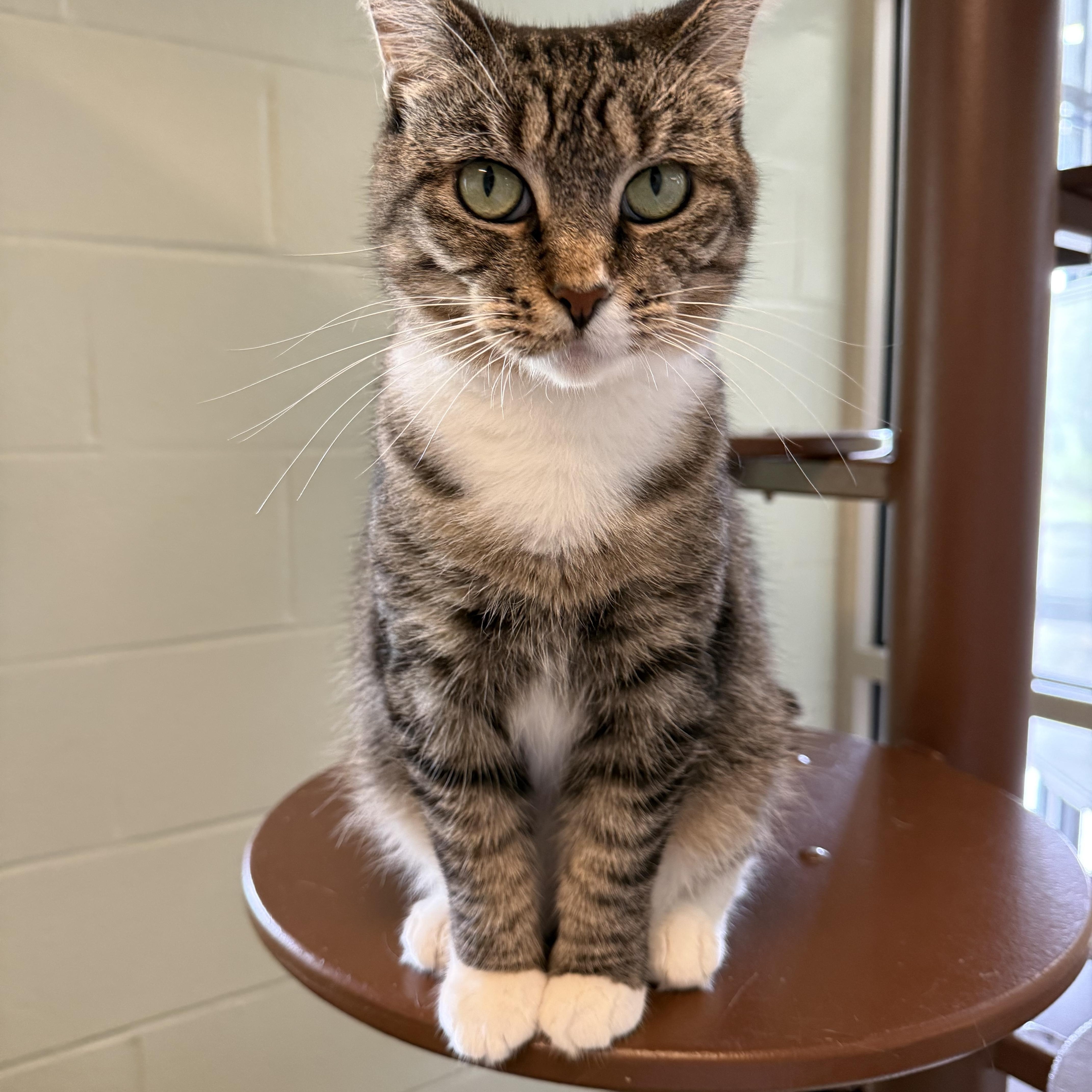 Juno, adopted, Adult Female Domestic Short Hair.