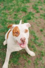 Caspian, a ADOPTABLE American Staffordshire Terrier in Lewiston, ID image 3/3