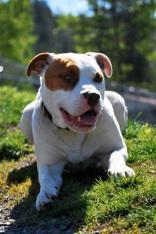 Caspian, ADOPTABLE, Adult Male American Staffordshire Terrier.