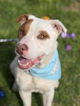 Caspian, a ADOPTABLE American Staffordshire Terrier in Lewiston, ID image 2/3