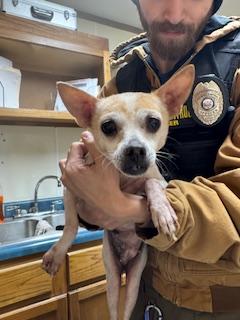 Enlarge Valley, a Adoptable Chihuahua in Fairfield Bay, AR image 1/1