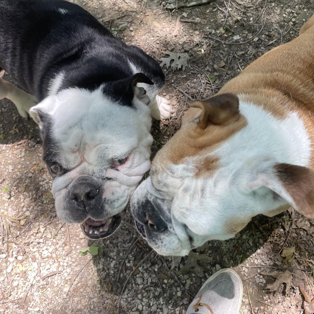 Enlarge Magnolia, a Adoptable English Bulldog in Branson, MO image 1/5