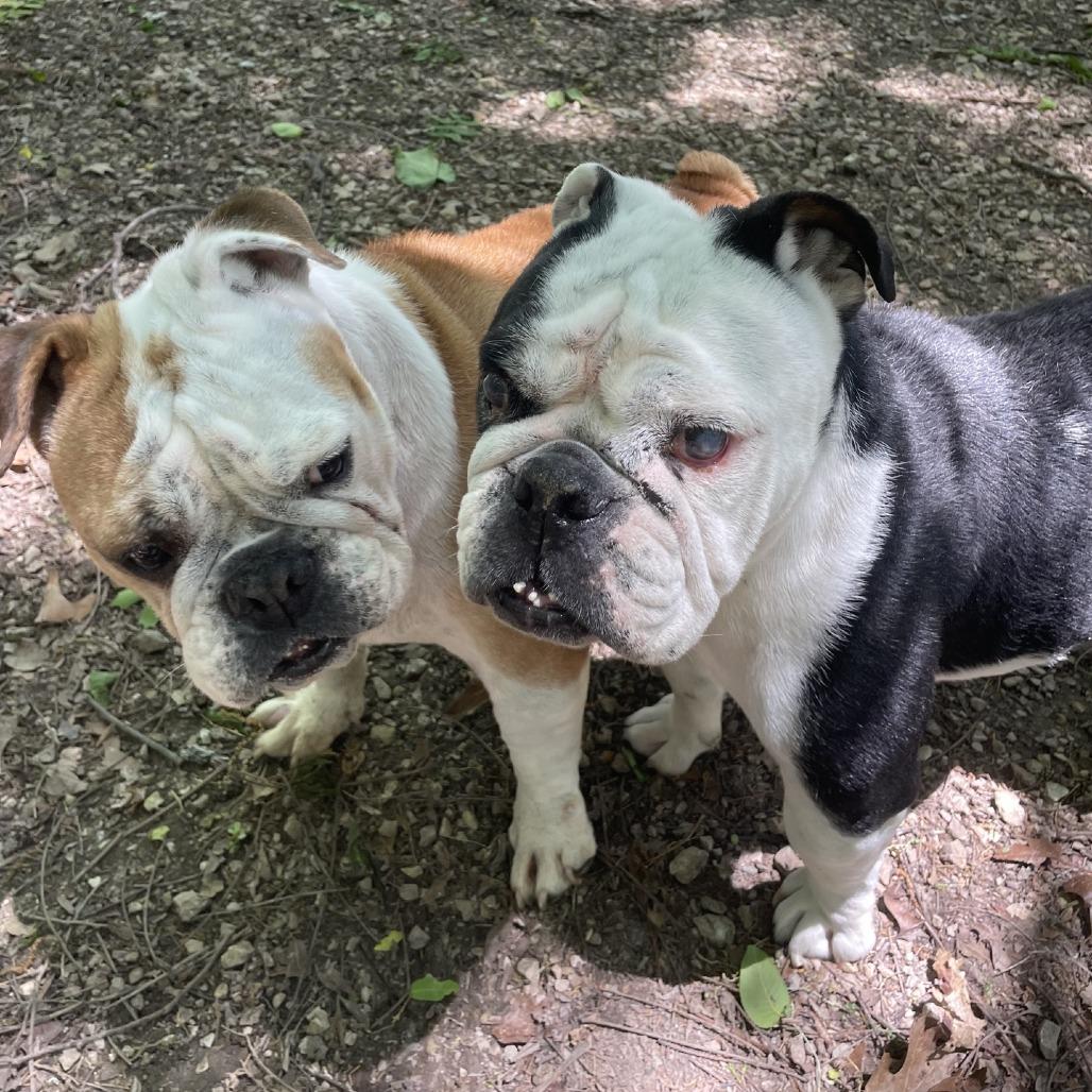 Enlarge Magnolia, a Adoptable English Bulldog in Branson, MO image 2/5