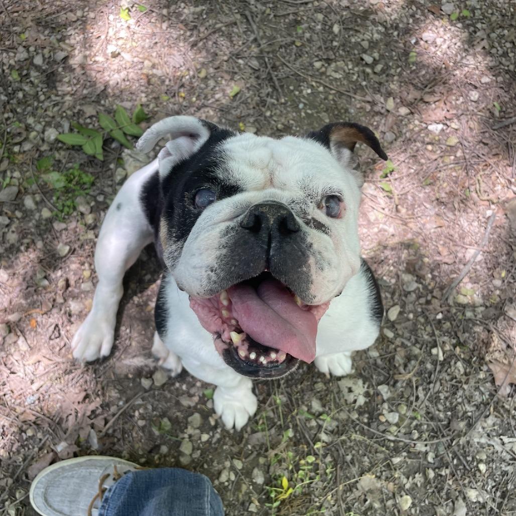 Enlarge Magnolia, a Adoptable English Bulldog in Branson, MO image 3/5