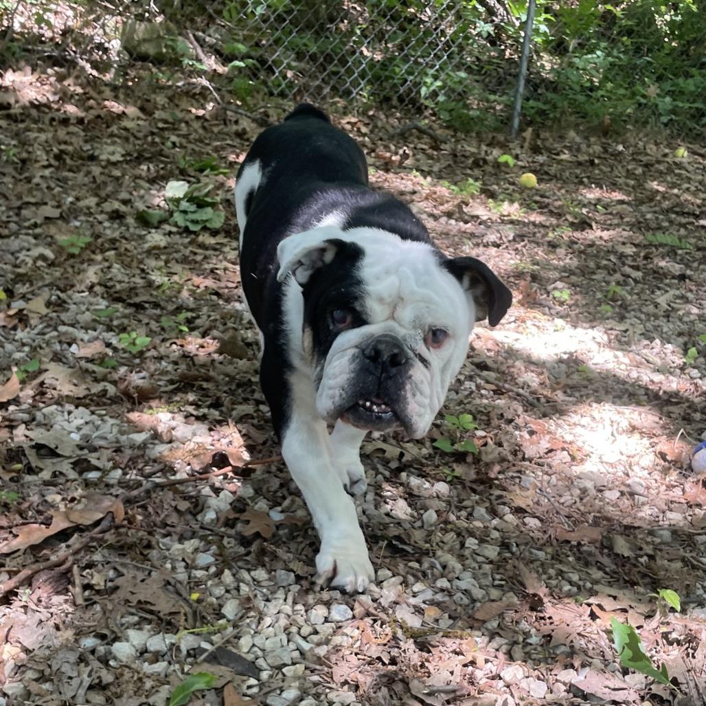 Enlarge Magnolia, a Adoptable English Bulldog in Branson, MO image 4/5