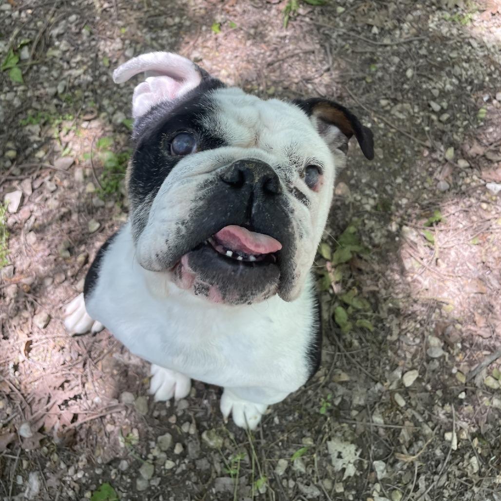 Enlarge Magnolia, a Adoptable English Bulldog in Branson, MO image 5/5
