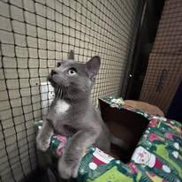 Enlarge Sheldon, an adoptable Domestic Short Hair in Shakopee, MN image 2/5