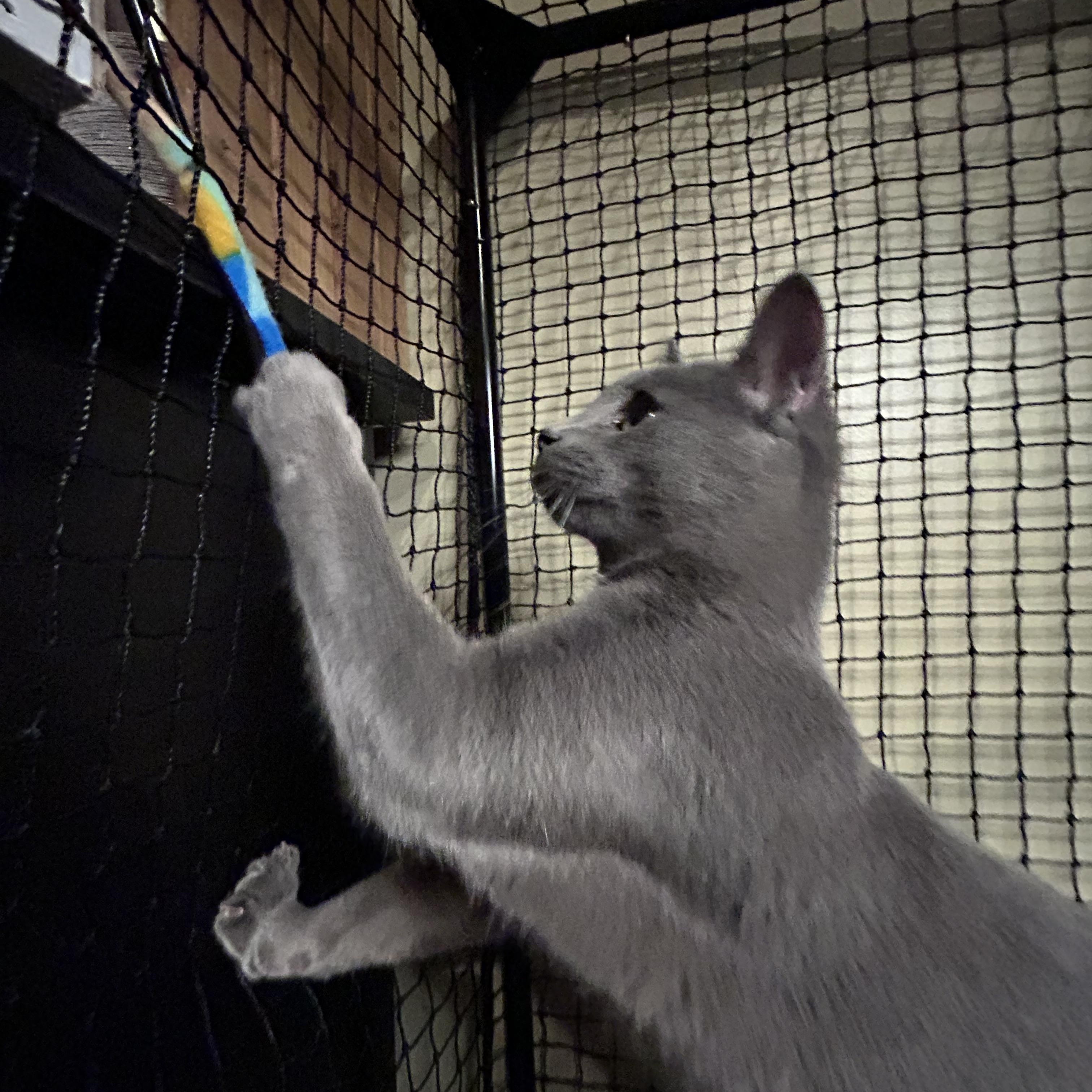 Enlarge Sheldon, an adoptable Domestic Short Hair in Shakopee, MN image 5/5