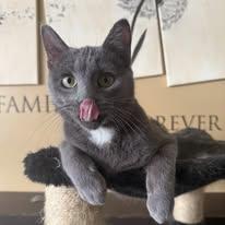 Sheldon, adoptable, Kitten Male Domestic Short Hair.