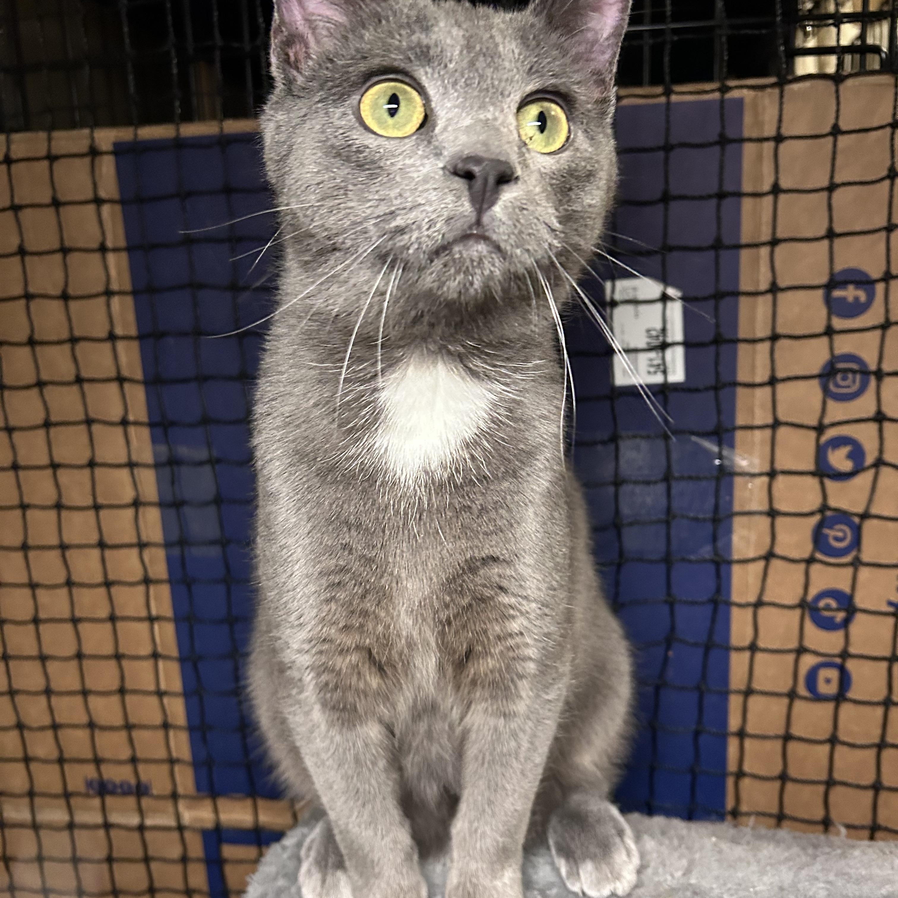 Sheldon - coming soon, adoptable, Kitten Male Domestic Short Hair.