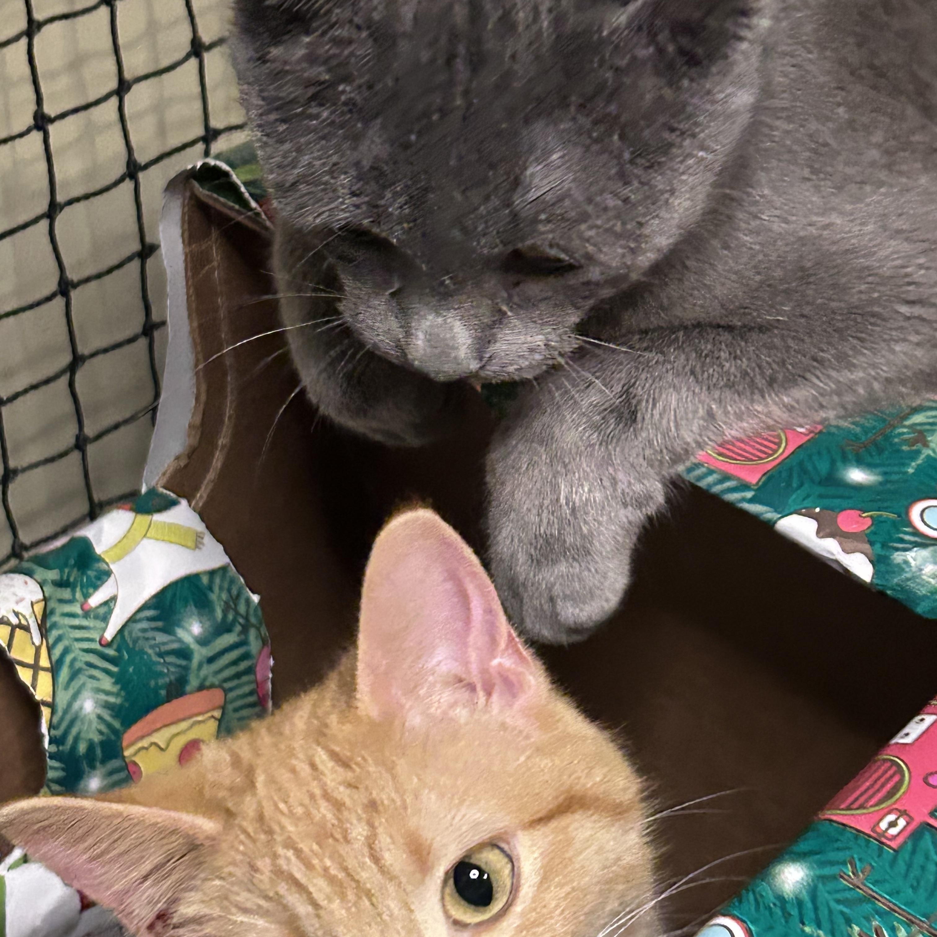 Enlarge Sheldon, an adoptable Domestic Short Hair in Shakopee, MN image 3/5