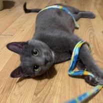 Enlarge Sheldon, an adoptable Domestic Short Hair in Shakopee, MN image 4/5