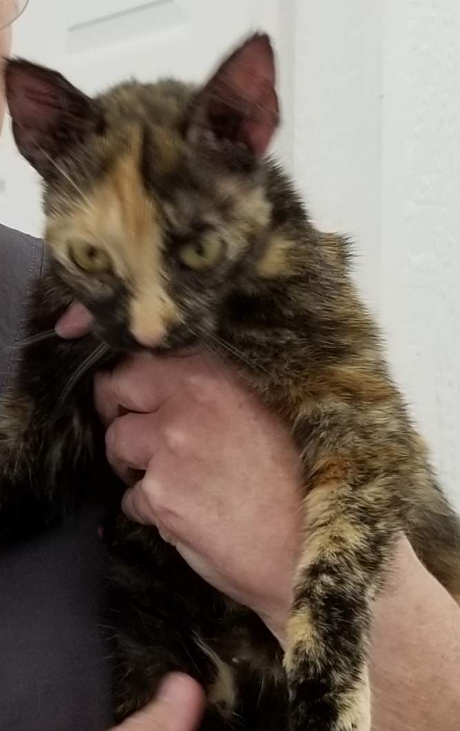 SPOOKY, a Adoptable Tortoiseshell in Sardinia, OH image 1/8