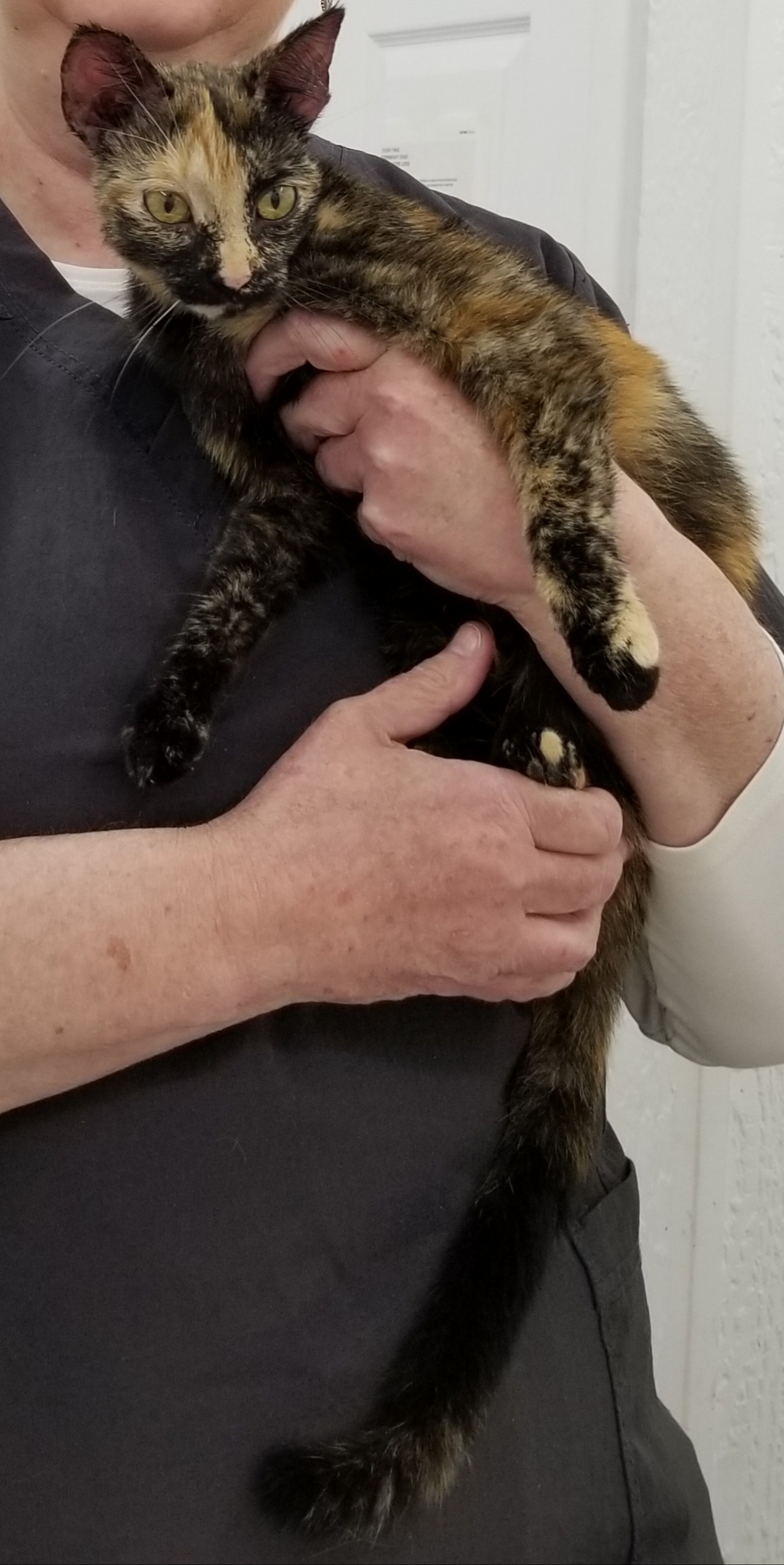 SPOOKY, a Adoptable Tortoiseshell in Sardinia, OH image 2/8