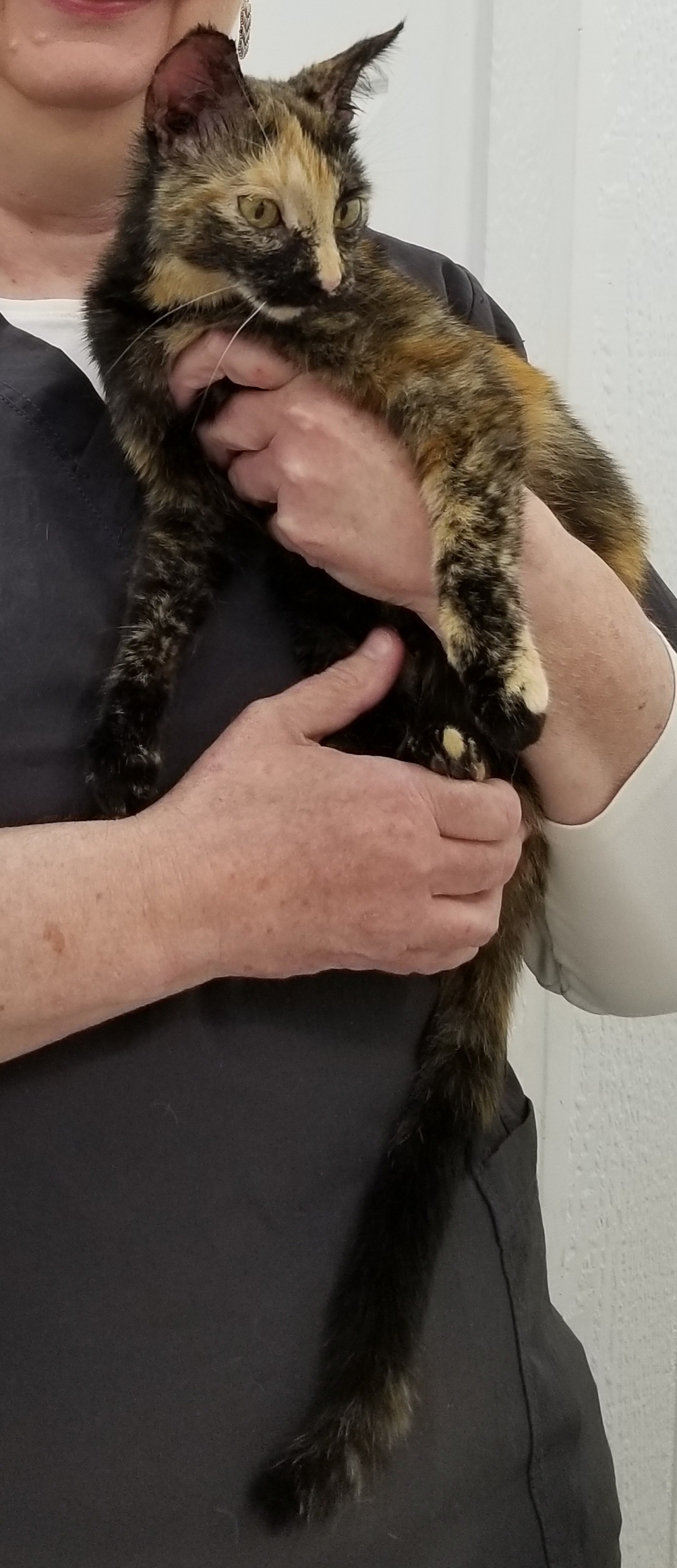 SPOOKY, a Adoptable Tortoiseshell in Sardinia, OH image 3/8