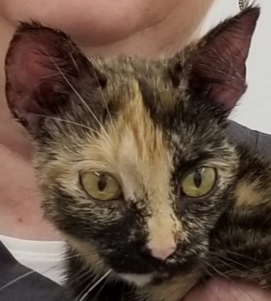 SPOOKY, a Adoptable Tortoiseshell in Sardinia, OH image 4/8