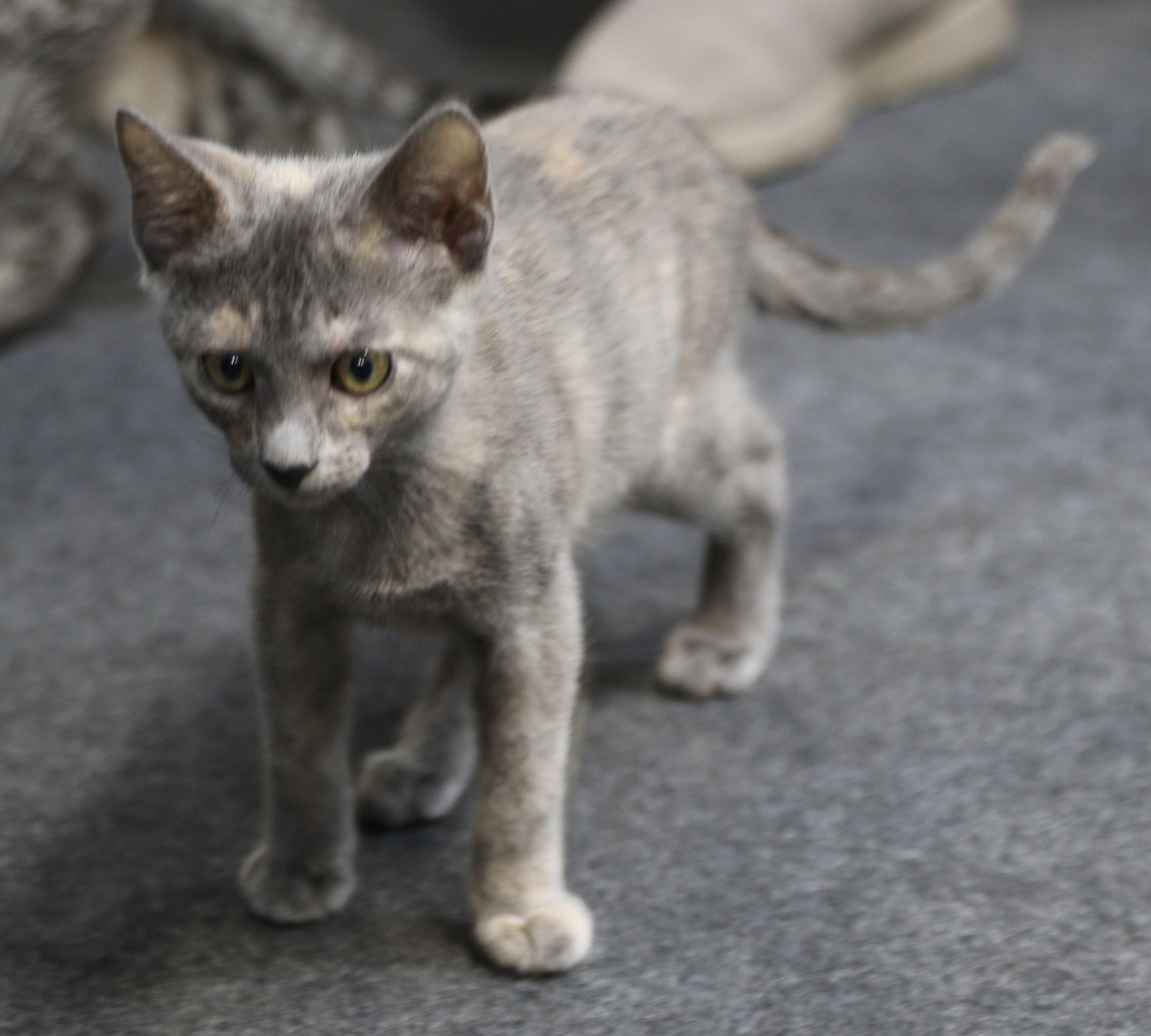 Fawn, an adoptable Dilute Tortoiseshell in Cut Bank, MT, 59427 | Photo Image 3