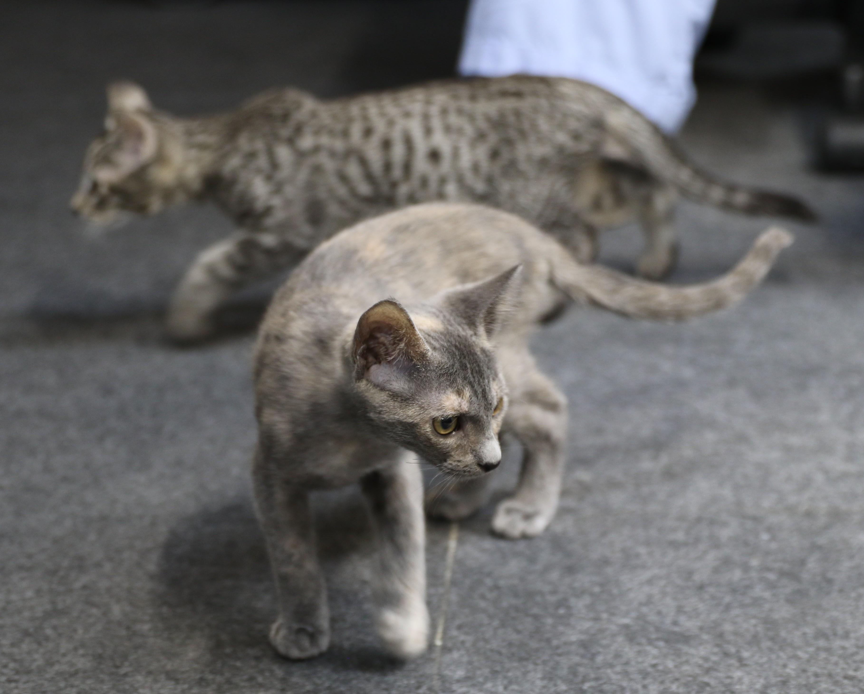 Fawn, an adoptable Dilute Tortoiseshell in Cut Bank, MT, 59427 | Photo Image 2